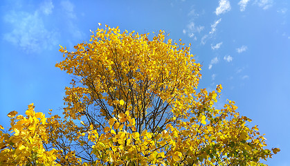 Image showing Bright yellow branches of autumn tree on blue sky