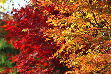 Image showing Bright autumn branches