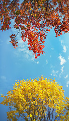 Image showing Bright yellow and red branches of autumn tree on blue sky