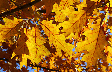 Image showing Bright autumn branch