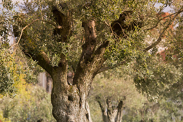 Image showing EUROPE PORTUGAL PORTO RIBEIRA OLIVE TREE