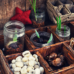 Image showing seedling plant in  box