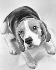 Image showing Portrait of beagle dog