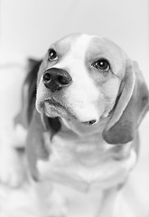 Image showing Portrait of beagle dog