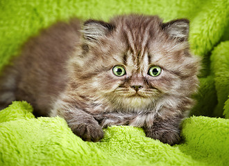 Image showing british long hair kitten