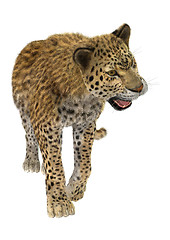 Image showing Big Cat Leopard