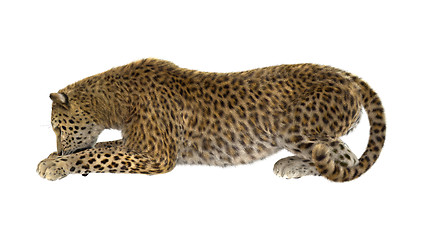 Image showing Big Cat Leopard