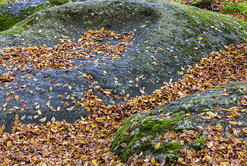 Image showing Leaves on Rocks