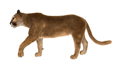 Image showing Big Cat Puma