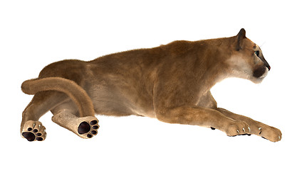 Image showing Big Cat Puma