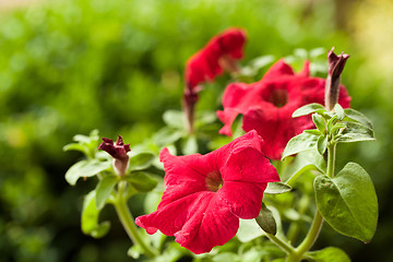 Image showing Red flower Petunia Surfinia Vein