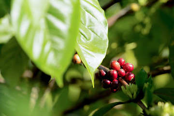 Image showing raw coffe plant in agricultural farm