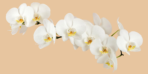 Image showing romantic branch of white orchid