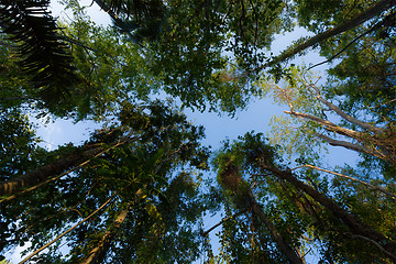 Image showing treetops in the rain forrest north sulawesi, indonesia