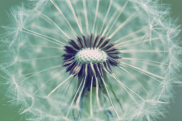 Image showing close up of Dandelion with abstract color