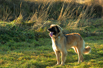 Image showing purebred Leonberger dog outdoors