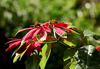 Image showing Wild winter rose with blossoms in indonesia