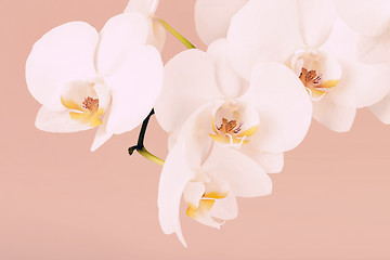 Image showing romantic branch of white orchid