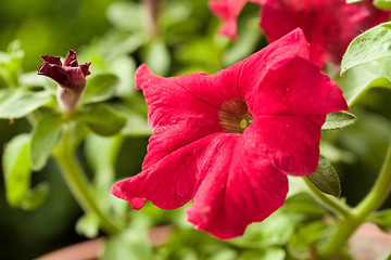 Image showing Red flower Petunia Surfinia Vein