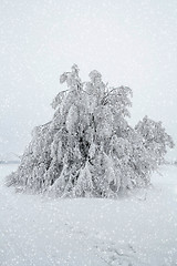 Image showing snowy trees in winter landscape