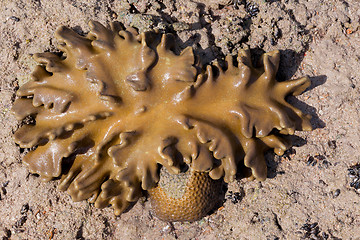 Image showing coral in low tide, indonesia