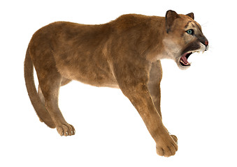 Image showing Big Cat Puma