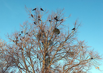 Image showing Birds Ravens seated on a tree