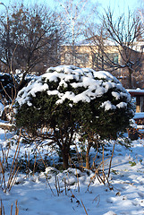 Image showing Green bush in winter