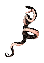 Image showing Cottonmouth Snake on White