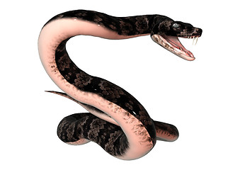 Image showing Cottonmouth Snake on White