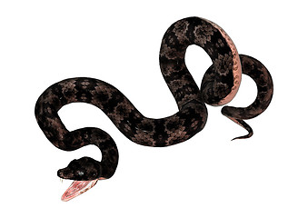 Image showing Cottonmouth Snake on White