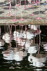 Image showing Flamingos