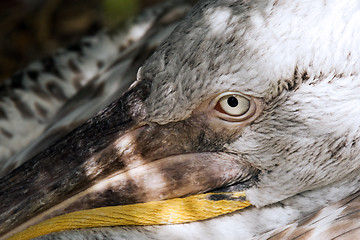 Image showing Pelican