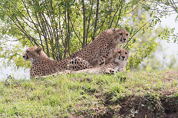 Image showing Cheetah