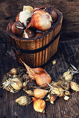 Image showing seedlings in wooden bucket