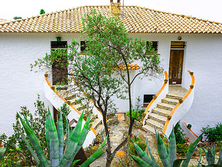 Image showing landscape with agave on a background of the house