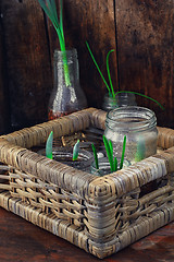 Image showing Flowers sprouted in glass jars