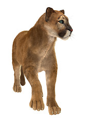 Image showing Big Cat Puma