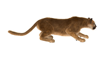 Image showing Big Cat Puma