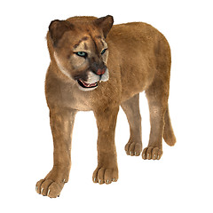 Image showing Big Cat Puma