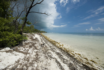 Image showing coco plum beach florida keys