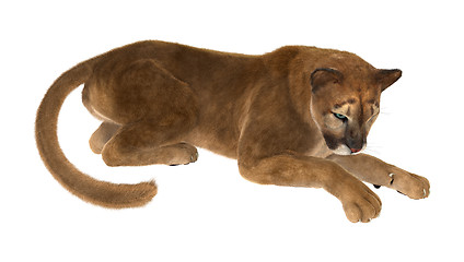 Image showing Big Cat Puma