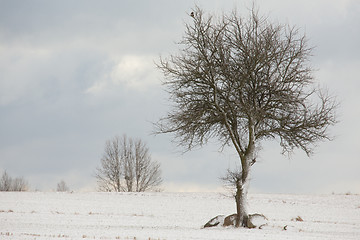 Image showing Lonely deciduous tree in wintertime snowy field