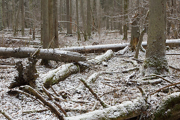 Image showing Trees snow wrapped snowfall after