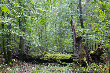 Image showing Big old hornbeam broken moss wrapped