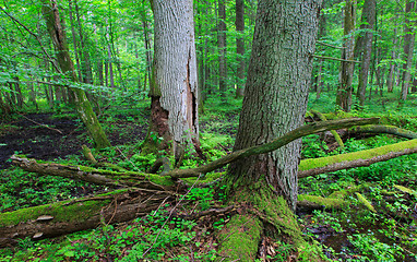 Image showing Two of old trees in summertime stand