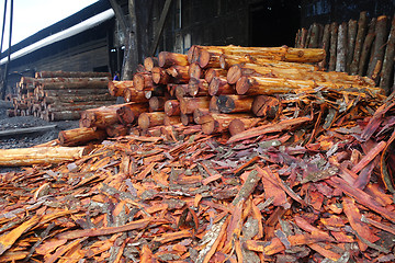 Image showing Mangrove trees  used to make charcoal.