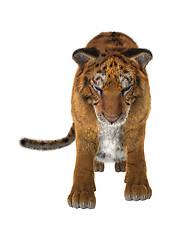 Image showing Big Cat Tiger