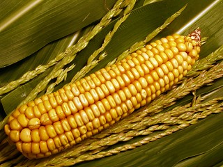 Image showing corn