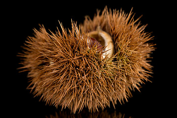 Image showing Chestnuts on a black reflective background